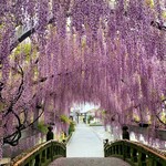 ひろちゃんラーメン - 藤☆