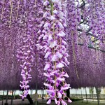 ひろちゃんラーメン - 胡蝶しのぶさん♡