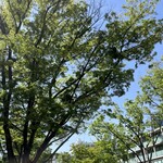 日本料理 太月 - おまけ。この日の表参道。新緑が素敵です