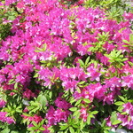 ラーメン二郎 - 近くで咲くツツジ