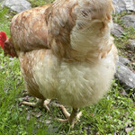 朔 - ぷりっけつのにわとり