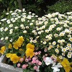 ラーメン二郎 - お花は癒される