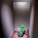 道人 - 奥行きのある床の間が本当に美しくて、異次元空間に足を踏み入れたようでした。説明をして下さる中島さんも嬉しそうでした。