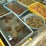 新島水産 - 内観写真:コンクリートの生簀には色んな貝が一杯