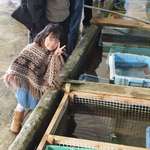新島水産 - 内観写真:とりあえず生簀の前で記念撮影するよねぇ