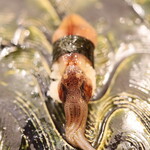 にぎり鮨 一五〇 - ホタルイカ