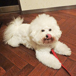 トーキョーピープルズカフェ 駒沢店