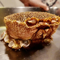 活かに 北斗 - 