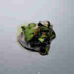 カーヴ ユノキ - 真フグの白子