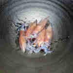 カーヴ ユノキ - ホタルイカ