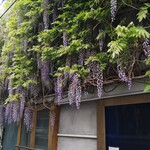 ル・クシネ - 店の藤棚4／21頃