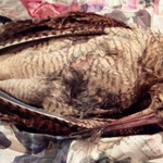 らんぷ亭 - スコットランドよりベキャス、今年最後の入荷です！