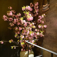 華丸吉日 - 牡丹桜