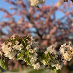 中華蕎麦 春馬 - さくらんぼの花にも雪が〜☃️