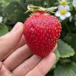 姫路ハートフル観光農園 - 