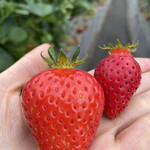 姫路ハートフル観光農園 - 