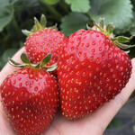 姫路ハートフル観光農園 - 