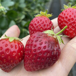 姫路ハートフル観光農園 - 