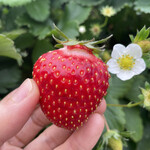 姫路ハートフル観光農園 - 