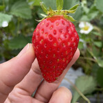 姫路ハートフル観光農園 - 