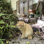 Narutakien Fukuroutei - 近くにいっても、逃げないかわいい看板猫