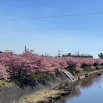 誇宇耶 - 河津桜は満開でした