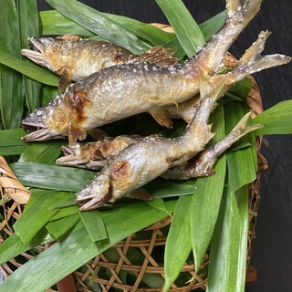 琵琶湖の活魚若鮎