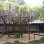 みやこ食品 - 笠間稲荷神社境内の藤棚
