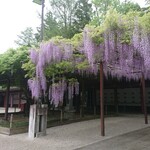 みやこ食品 - 笠間稲荷神社境内の藤棚