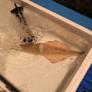 函館まるかつ水産 いかいか亭_1