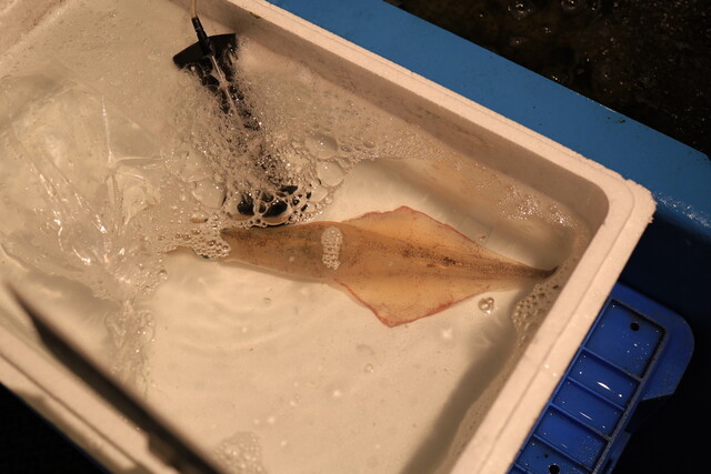 函館まるかつ水産　いかいか亭 - 十字街（海鮮）の写真