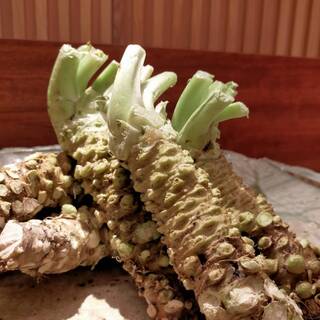 澄まし処 お料理 ふくぼく_1