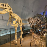 グリルやまだ - 福井県立恐竜博物館