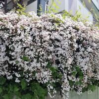 表参道バンブー - 
