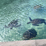 シギラベイサイドスイートアラマンダ - 