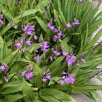 串焼き BUBU-TON - 