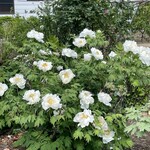 串焼き BUBU-TON - 