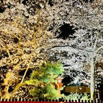RESTAURANT TAMURA - ◎祇園の巽橋の白川沿いの満開の夜桜を見ながらホテルに戻る。