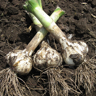 NEW！青森県産にんにく使用の『にんにく餃子』もGOOD◎