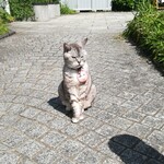 Re Pikoro - 神楽坂の猫