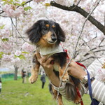 エヴォルベ - 小布施千曲川の桜堤