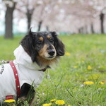 エヴォルベ - 小布施千曲川の桜堤