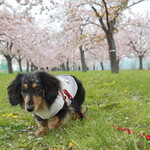 エヴォルベ - 小布施千曲川の桜堤