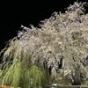 Garubo - 枝垂れる夜桜は妖艶で迫って来るものがあります
