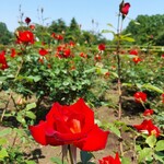 Matsuba Chaya - 神代植物公園のバラ園