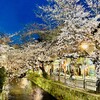 Ba Rinto - ◎京都河原町駅の高瀬川沿いの桜は見事！