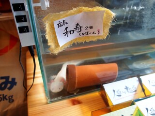 人類みな麺類 - 店長の和寿2世 通称：かずくん（かずくん本人のではないが写真撮影の承諾済み）