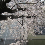 Takasegawa Maki - お店近くの桜
