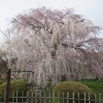 Takasegawa Maki - 円山公園の桜