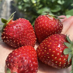 姫路ハートフル観光農園 - 